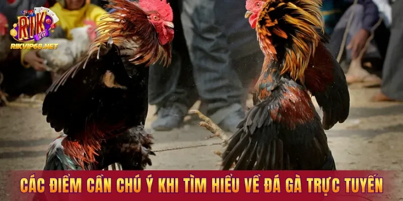 Các điểm cần chú ý khi tìm hiểu về đá gà trực tuyến