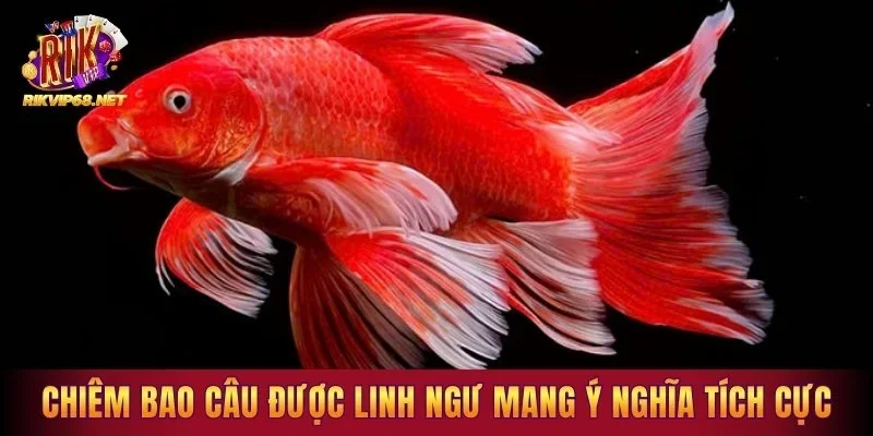 Chiêm bao câu được linh ngư mang ý nghĩa tích cực