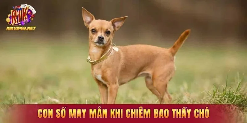 Con số may mắn khi chiêm bao thấy chó