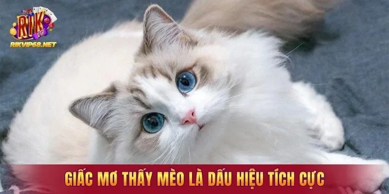 Giấc mơ thấy mèo là dấu hiệu tích cực