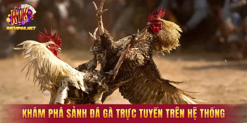 Khám phá sảnh đá gà trực tuyến trên hệ thống
