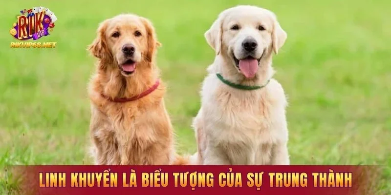 Linh khuyển là biểu tượng của sự trung thành