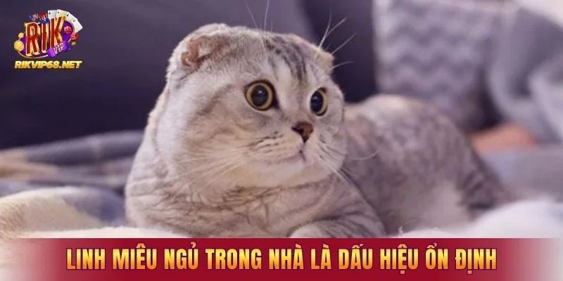 Linh miêu ngủ trong nhà là dấu hiệu ổn định