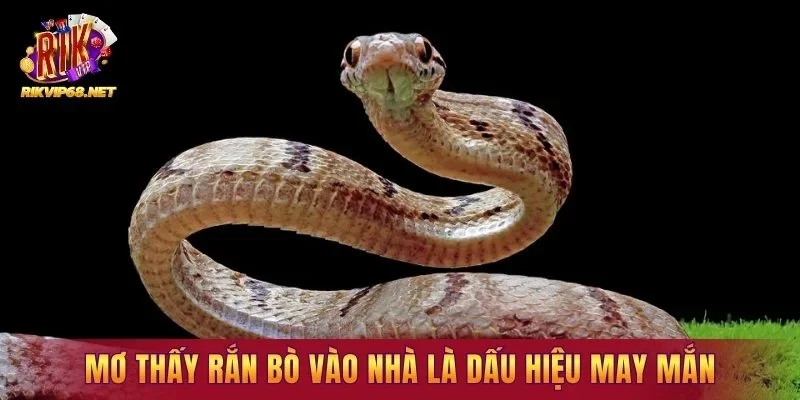 Mơ thấy rắn bò vào nhà là dấu hiệu may mắn