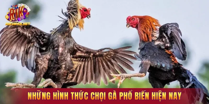 Những hình thức chọi gà phổ biến hiện nay cho newbie
